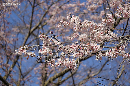オオカンザクラ[桜]（大寒桜、バラ科）