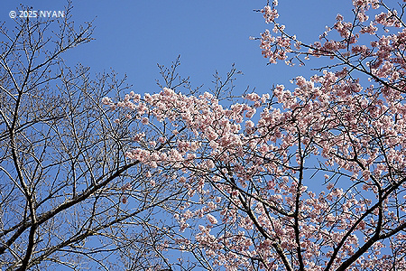 オオカンザクラ[桜]（大寒桜、バラ科）