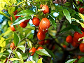 シセントキワガキ（カキノキ科）