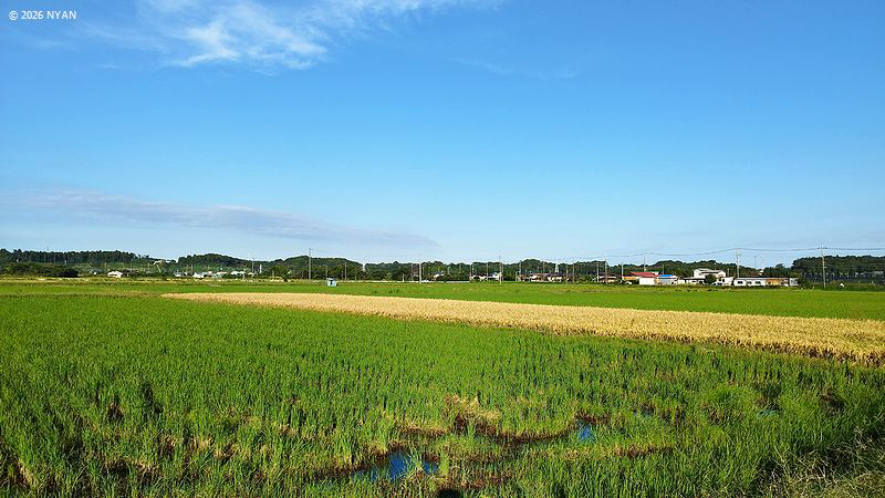 イネ・ジャポニカ種（稲、イネ科）