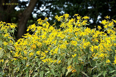 キクイモ（菊芋、キク科）