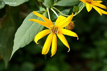 キクイモ（菊芋、キク科）