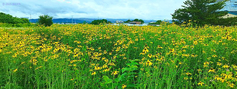 オオハンゴンソウ（大反魂草、キク科）