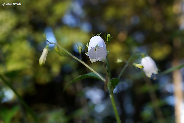 シロバナツリガネニンジン（白花釣鐘人参、キキョウ科）