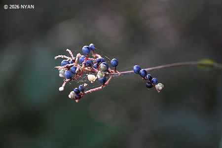 ヤブミョウガ（薮茗荷、ツユクサ科）