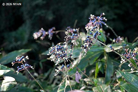 ヤブミョウガ（薮茗荷、ツユクサ科）