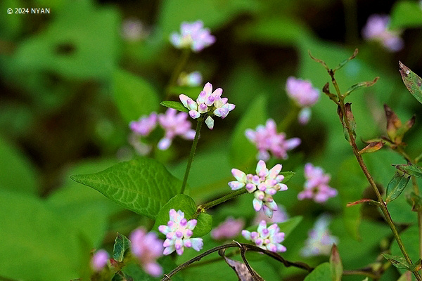 ミゾソバ（溝蕎麦、タデ科）