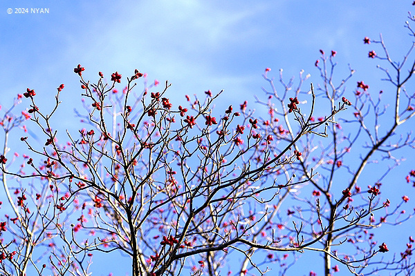ハナミズキ（花水木、ミズキ科）