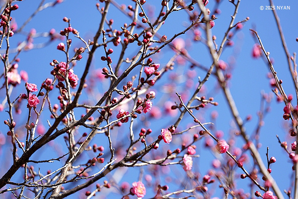 ウメ（梅／紅梅、バラ科