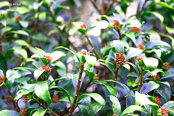 ジンチョウゲ（沈丁花、ジンチョウゲ科