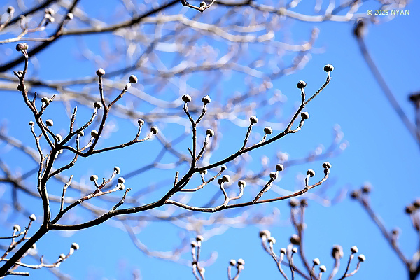 ハナミズキ（花水木、ミズキ科）