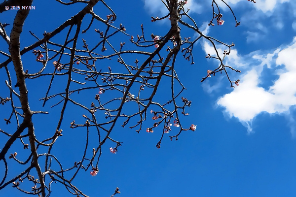 カワヅザクラ（河津桜、バラ科）