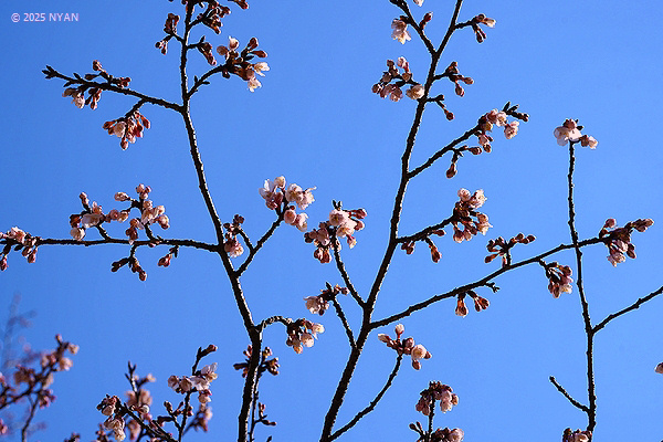 カンザクラ（寒桜、バラ科）