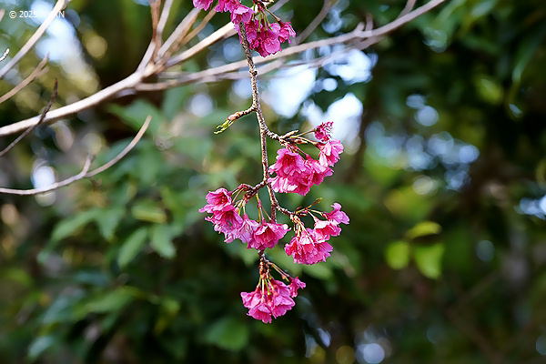 カンヒザクラ（寒緋桜、バラ科）
