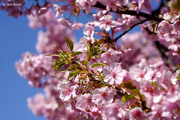 カワヅザクラ（川津桜、バラ科）