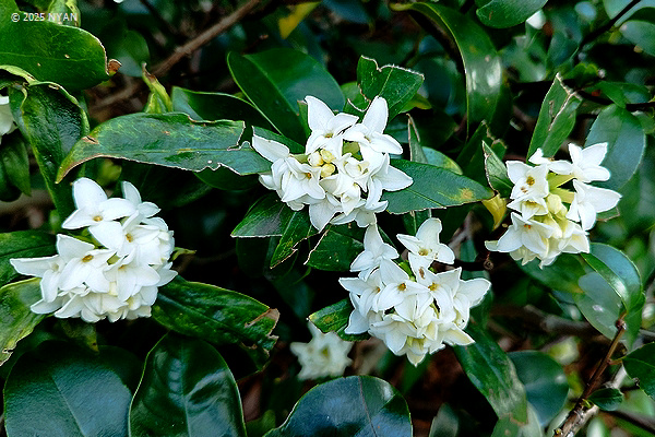 ジンチョウゲ（沈丁花、ジンチョウゲ科）