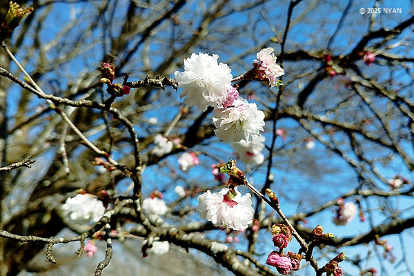 ヒナギクザクラ（雛菊桜、バラ科）