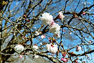 ヒナギクザクラ（雛菊桜、バラ科）