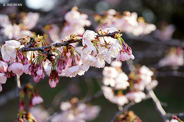 オオカンザクラ（大寒桜、バラ科）