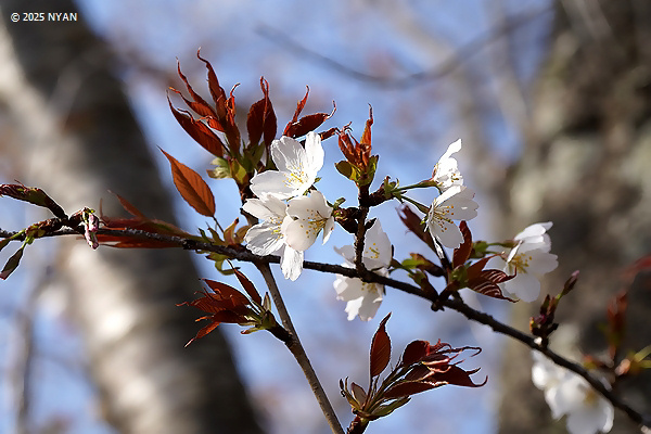 ヤマザクラ（山桜、バラ科）