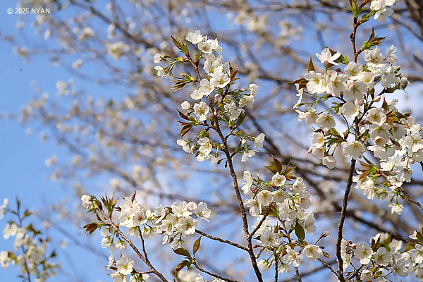 オオシマザクラ（大島桜、バラ科）