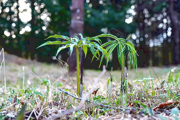 ウラシマソウ（浦島草、サトイモ科）
