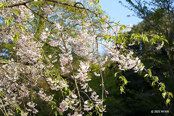 イトザクラ（糸桜、バラ科）
