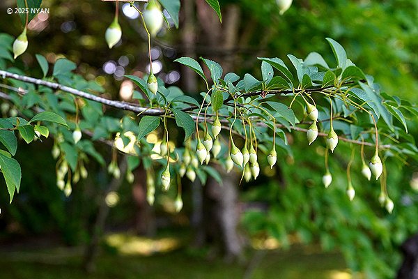 エゴノキ（野茉莉・斉墩果、エゴノキ科）