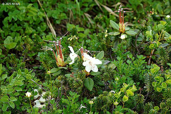 キバナシャクナゲ（黄花石楠花、ツツジ科）