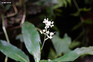 ヤブミョウガ（薮茗荷、ツユクサ科）