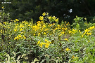 キクイモ（菊芋、キク科）