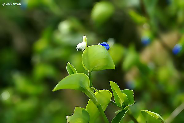 ツユクサ（露草、ツユクサ科）