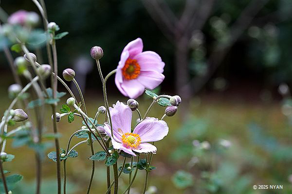 シュウメイギク（秋明菊、キンポウゲ科）