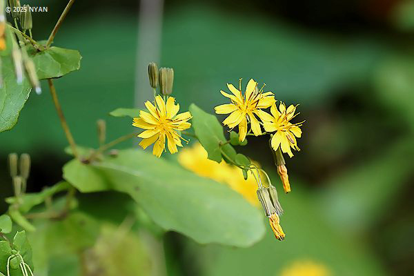 ヤクシソウ（薬師草、キク科）