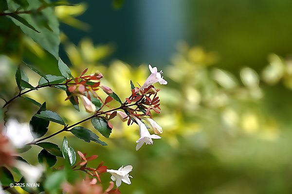 ハナツクバネウツギ（花衝羽根空木、スイカズラ科）