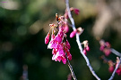 カンヒザクラ（寒緋桜、バラ科）