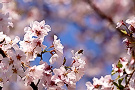 タカトオコヒガンザクラ（高遠小彼岸桜、バラ科）