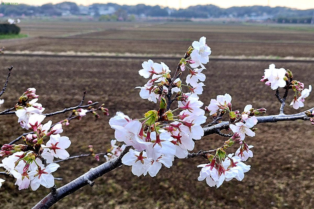 週末のさくらたち