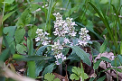 ジュウニヒトエ（十二単、シソ科）