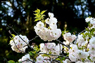 ショウゲツ[桜]（松月、バラ科）