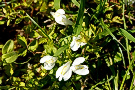 ムラサキサギゴケ[白花]（紫鷺苔、サギゴケ科）