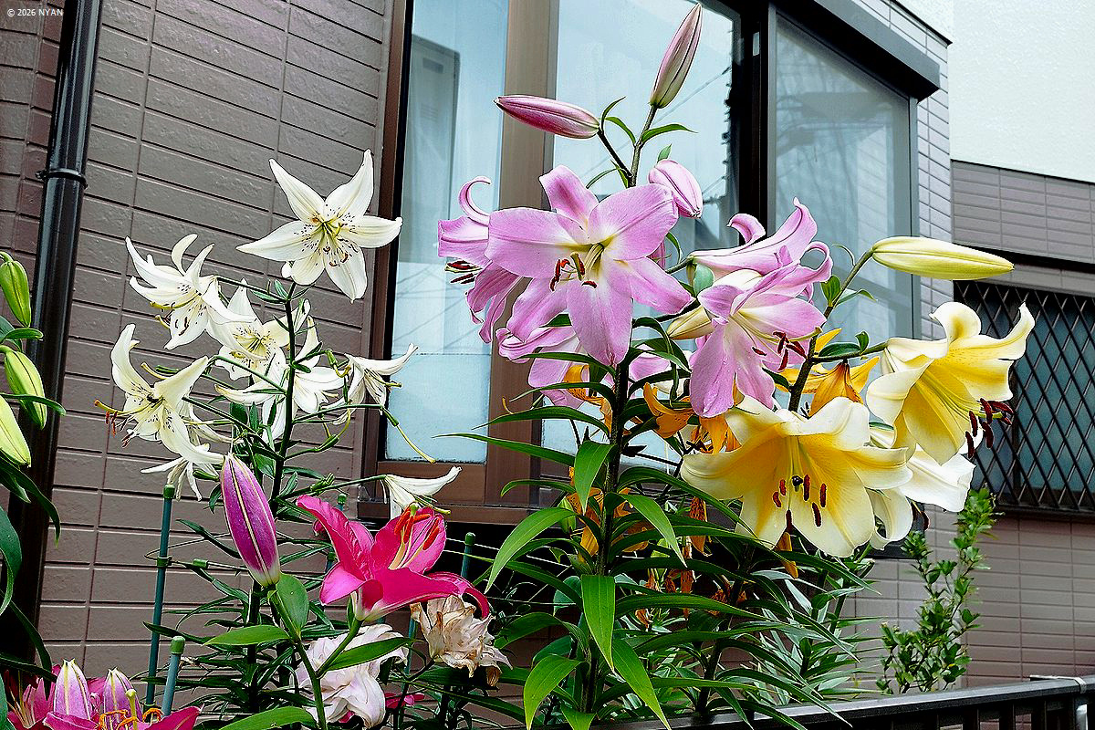 ユリの園芸種（百合園芸種、ユリ科）