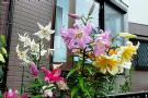 ユリの園芸種（百合園芸種、ユリ科）
