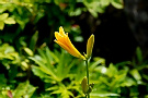 ニッコウキスゲ（日光黄菅、ツルボラン科）