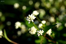 ミゾソバ [白花変種]（溝蕎麦、タデ科）