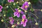 シュウメイギク（秋明菊、キンポウゲ科）
