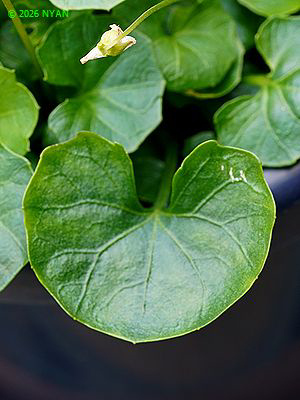 Violet banksii