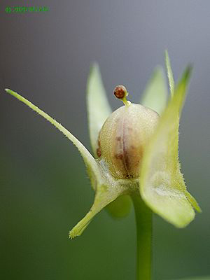 Viola arvensis
