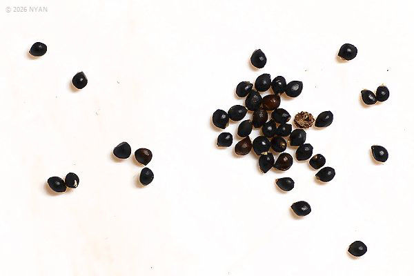 Pombalia communis