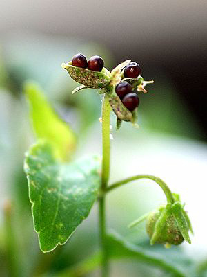 Viola persicifolia